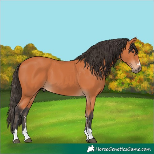 Horse Color:Bay 