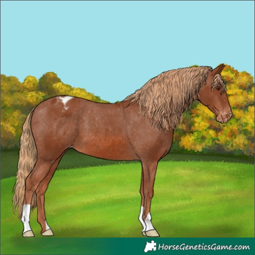 Horse Color:Chestnut Appaloosa 