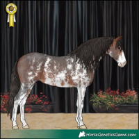 Horse Color:Bay Sabino Appaloosa 