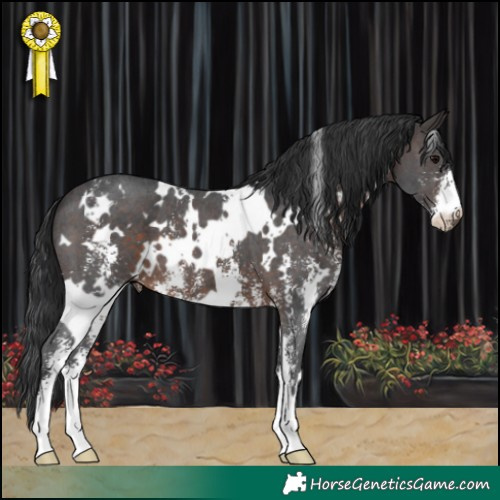 Horse Color:White Spotted Brown Sabino 