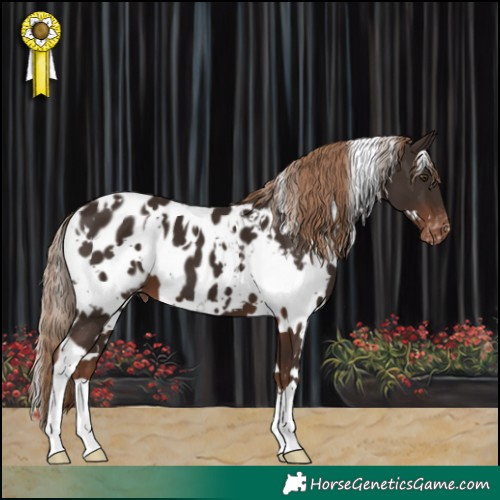 Horse Color:White Spotted Liver Chestnut Appaloosa 
