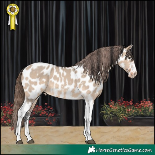 Horse Color:Brown Dun Sabino Tobiano Appaloosa 