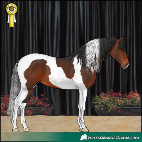 Horse Color:Brown Tobiano 