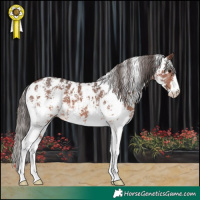Horse Color:Brown Sabino Near Leopard 