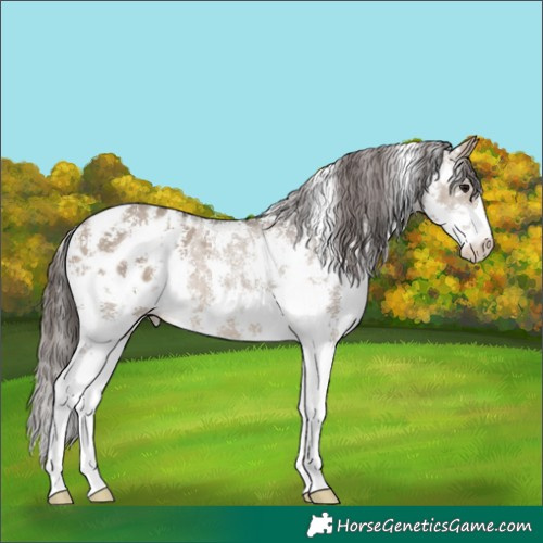 Horse Color:Brown Dun Sabino Appaloosa 