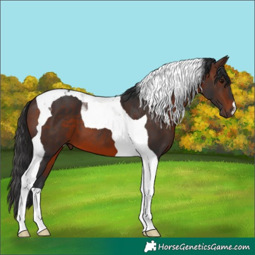 Horse Color:Brown Tobiano 