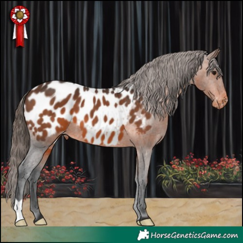 Horse Color:Brown Appaloosa 