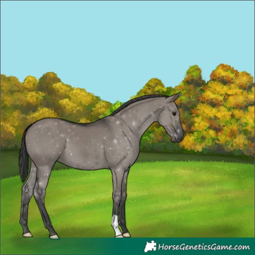 Horse Color:Grullo 