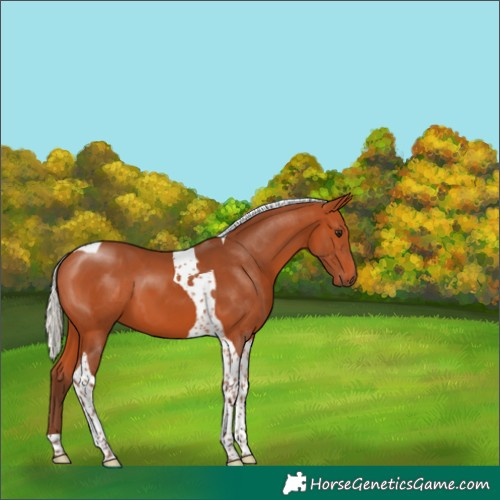Horse Color:Silver Bay Tobiano 