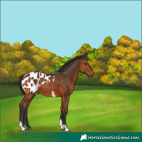 Horse Color:Bay Tobiano Appaloosa 