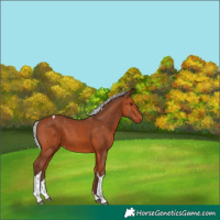 Horse Color:Silver Bay Tobiano Varnish 