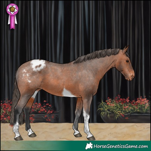 Horse Color:Bay Tobiano Appaloosa 
