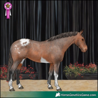 Horse Color:Bay Tobiano Appaloosa 