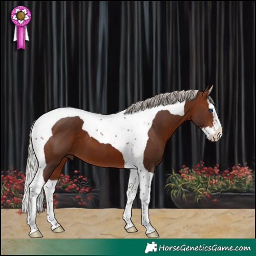 Horse Color:Silver Brown Splash Tobiano 