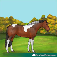 Horse Color:Bay Tobiano 