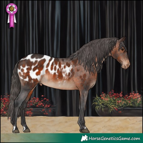 Horse Color:Brown Appaloosa 