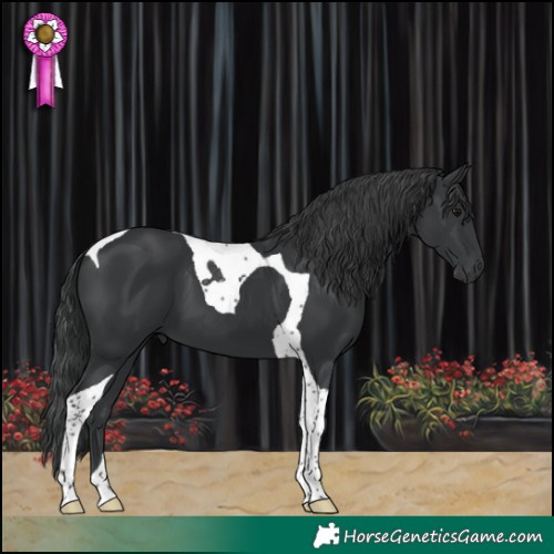 Horse Color:Black Tobiano 
