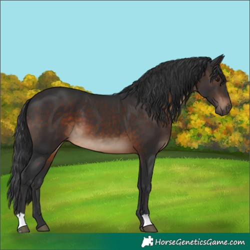 Horse Color:Brown 