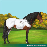 Horse Color:White Spotted Brown Appaloosa 