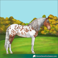 Horse Color:Silver Brown Tobiano Appaloosa 