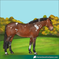 Horse Color:White Spotted Bay Rabicano 