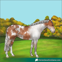 Horse Color:White Spotted Silver Bay Rabicano 