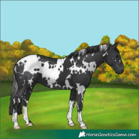 Horse Color:White Spotted Black 