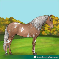 Horse Color:White Spotted Silver Brown Pearl Rabicano 