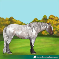Horse Color:White Spotted Silver Brown Roan 