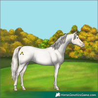Horse Color:Buckskin Roan Pearl  and Silver Buckskin Roan Pearl 
