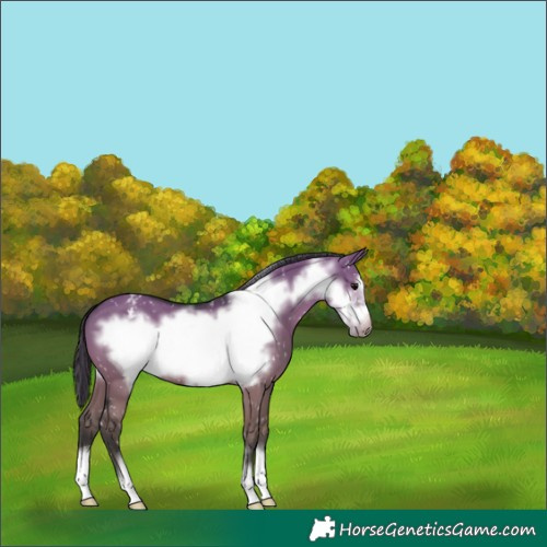 Horse Color:Grullo Frame Appaloosa