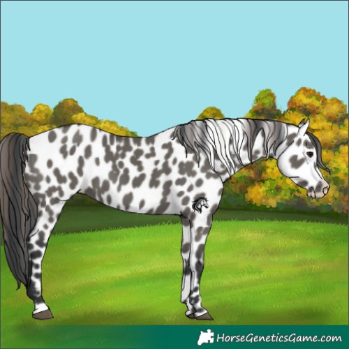 Horse Color:Grullo Appaloosa 