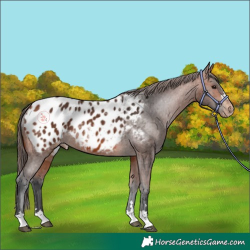 Horse Color:Bay Appaloosa 