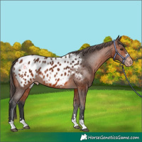 Horse Color:Bay Appaloosa