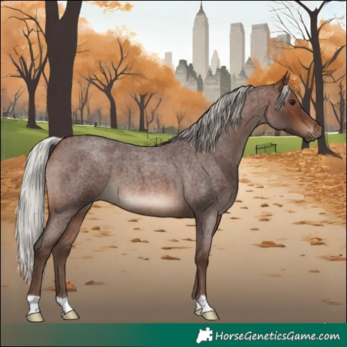 Horse Color:Silver Brown Roan