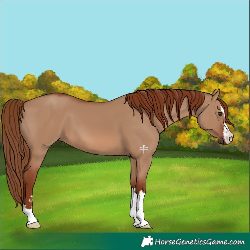 Horse Color:Red Dun 