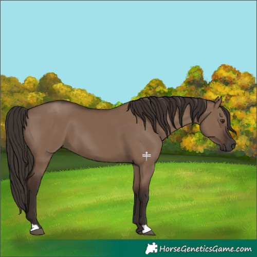 Horse Color:Liver Red Dun 