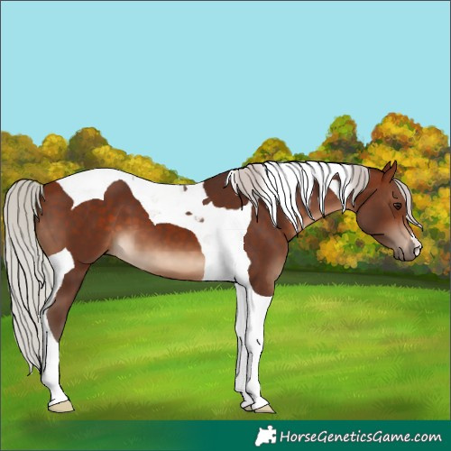 Horse Color:Silver Bay Tobiano 