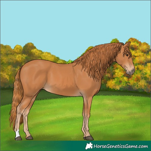 Horse Color:Chestnut 