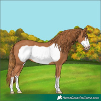 Horse Color:Chestnut Frame 