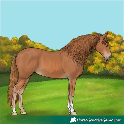 Horse Color:Chestnut 