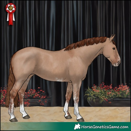 Horse Color:Red Dun Sabino 