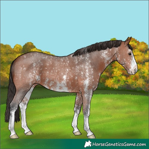 Horse Color:Bay Sabino 