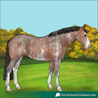 Horse Color:Bay Sabino 