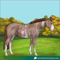 Horse Color:Chestnut Sabino 