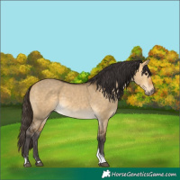 Horse Color:Buckskin Dun Tobiano