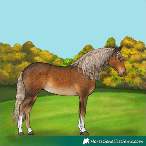 Horse Color:Chocolate Palomino Tobiano