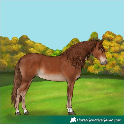 Horse Color:Chestnut 