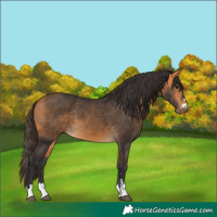 Horse Color:Buckskin 