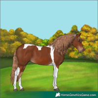 Horse Color:Chestnut Tobiano 